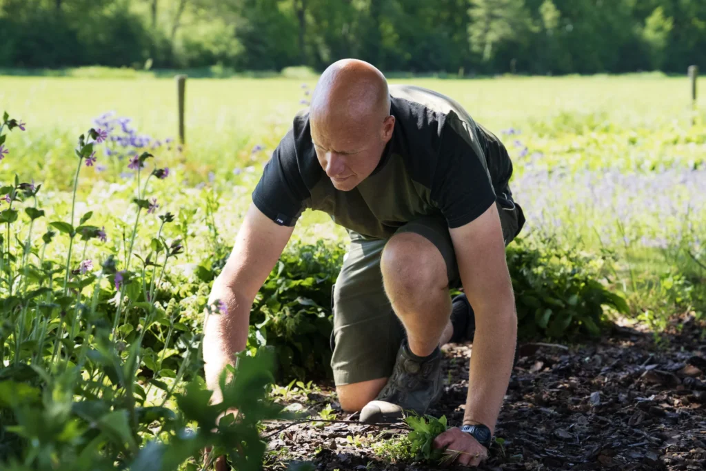 Hovenier wiedt geknield een border met paarse bloemen langs een weiland