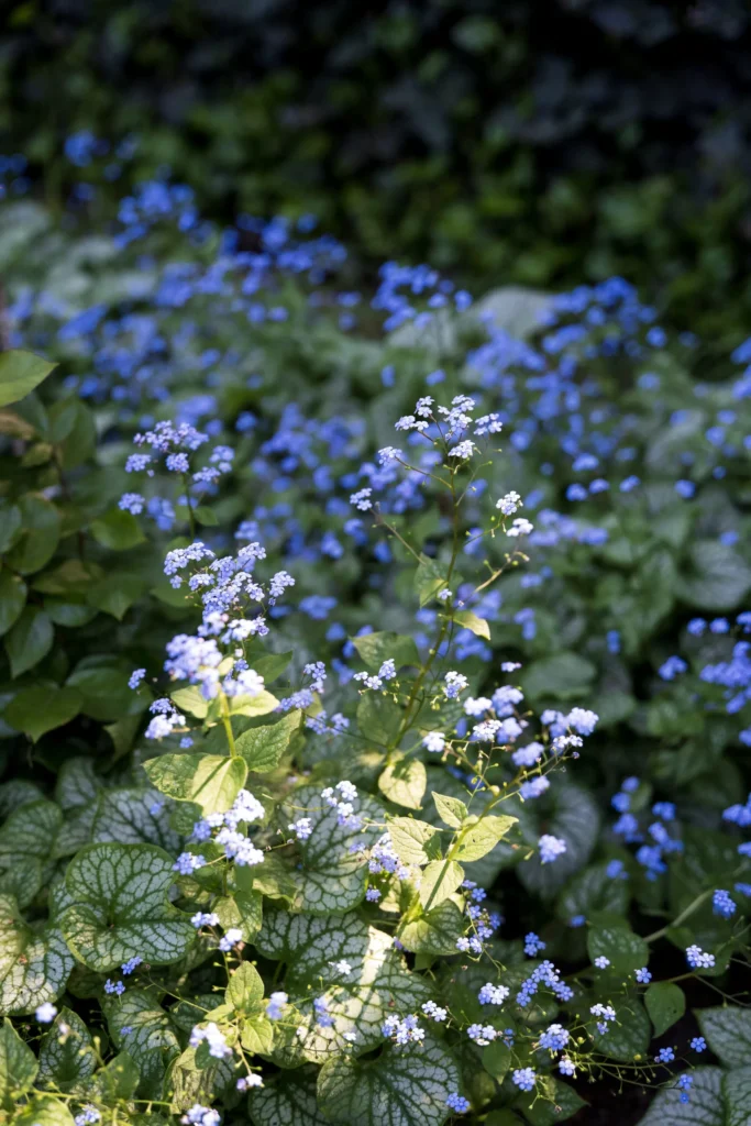Weelderige border met paarse vaste planten in een natuurlijke tuin